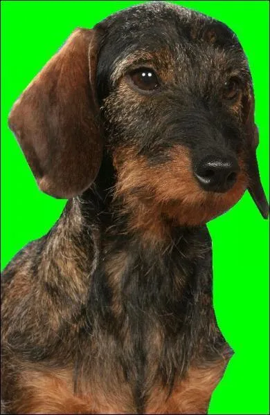 Quelle est la race de ce chien ?