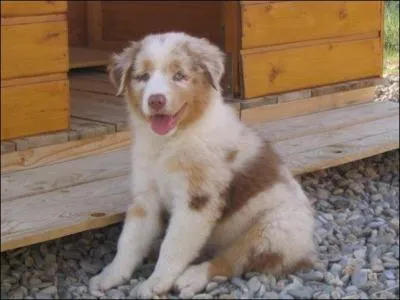 De quelle race est ce chien ?