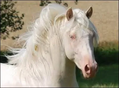 D'où vient la robe cremello ?