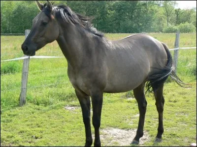 Quelle est cette robe ?