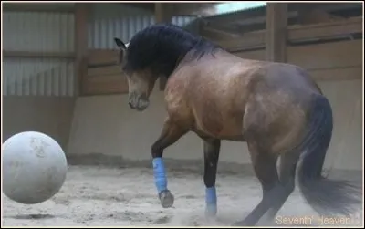 D'où vient la robe louvet appelée aussi isabelle fumé ?