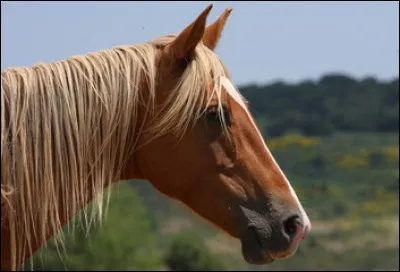 D'où vient la robe alezan crins lavés ?