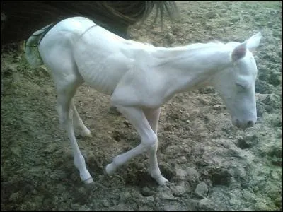 Le cheval albinos existe-t-il ?