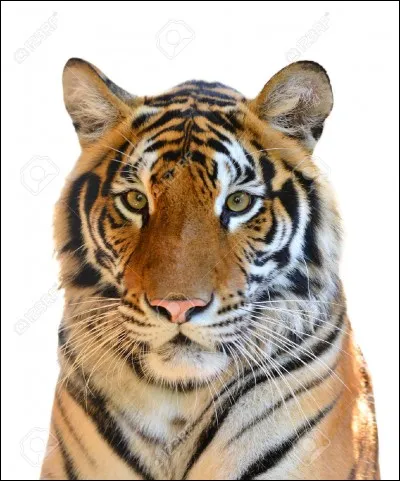 C'est un tigre.