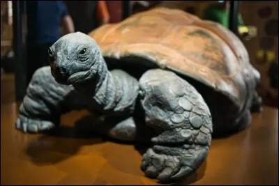 Kiki est une tortue géante des Seychelles. Dans quel océan se trouve cet archipel ?