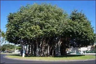 Quelle est la particularité du banian ?