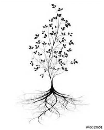 Que signifie l'expression "prendre racine" ?