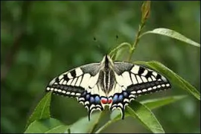 Combien de paire d'ailes possède le papillon ?