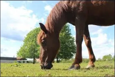 Pourquoi Wendy ne monte-t-elle plus Isis ?
