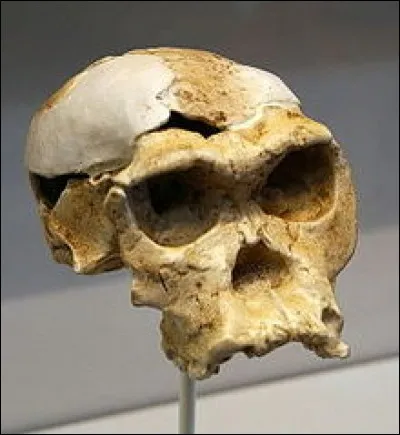 "Homo habilis" signifie...