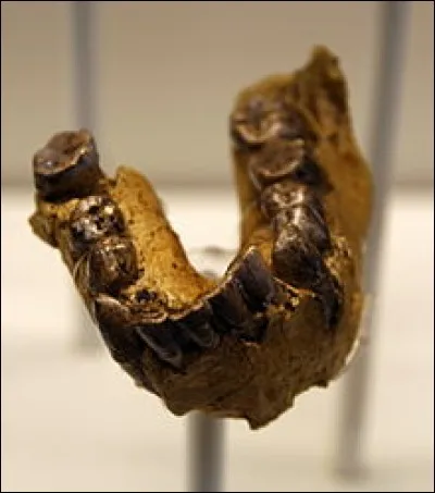OH 7 (Olduvai Hominid 7) est un spécimen-type d'Homo habilis, découvert en 1960 dans les...