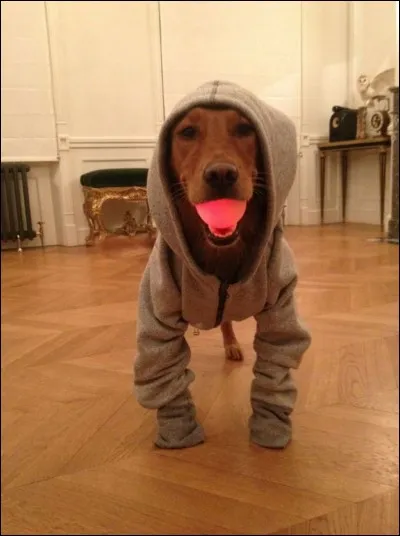 À qui ce chien appartient-il ?