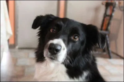 À qui ce chien appartient-il ?