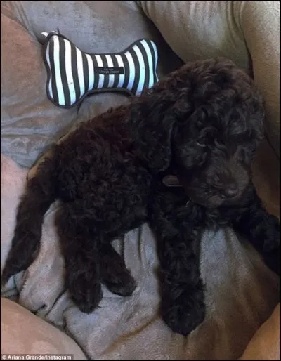 À qui ce chien appartient-il ?