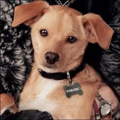 À qui ce chien appartient-il ?