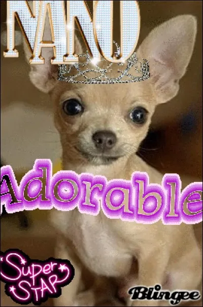 À qui ce chien appartient-il ?