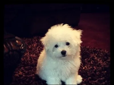 À qui ce chien appartient-il ?