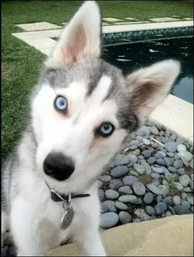 À qui ce chien appartient-il ?