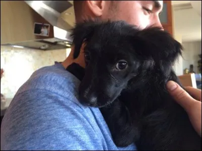 À qui ce chien appartient-il ?