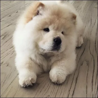 À qui ce chien appartient-il ?