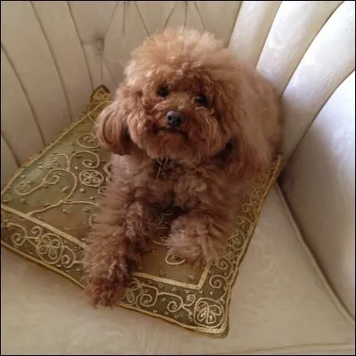 À qui ce chien appartient-il ?