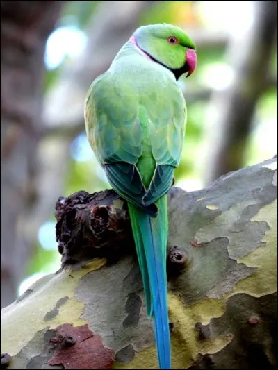 Des perruches à collier, originaires d'Afrique et d'Asie, en plein coeur de Paris, vous y croyez vous ? Et pourtant elles sont bien là !