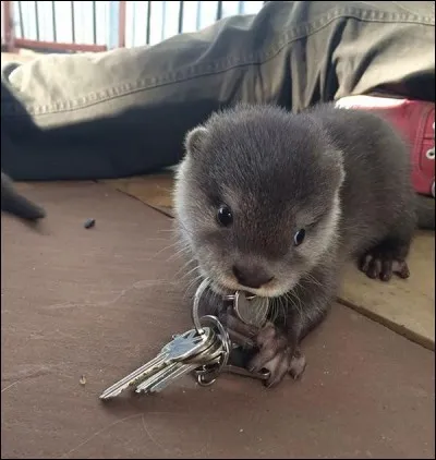 Autre animal repéré depuis peu dans Paris, la loutre de rivière, au niveau du pont d'Austerlitz !
