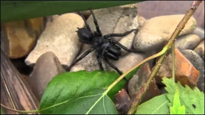 Elle habite Paris depuis très longtemps, aussi étonnant que cela puisse paraître, c'est la mygale !