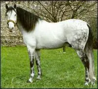 Quelle est cette race de cheval ?