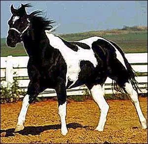 Quelle est cette race de cheval ?