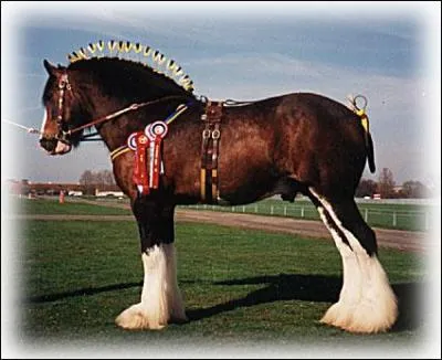 Quelle est cette race de cheval ?