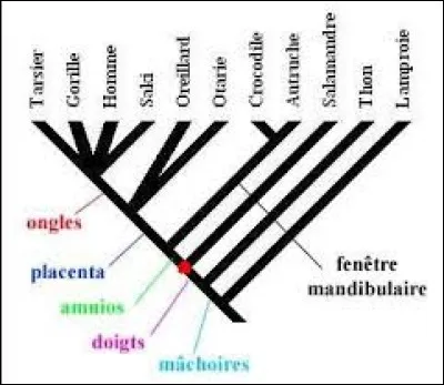 Comment un caractère peut-il être dans le cadre d'une utilisation dans un arbre phylogénétique ?
