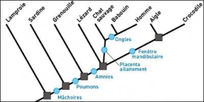 Chez qui le caractère ancestral des espèces A et B est-il présent ?
