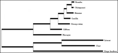 De quand le dernier ancêtre commun au chimpanzé et à l'homme date-t-il ?
