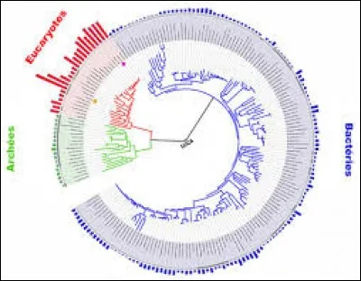 Par quel mécanisme peut-on expliquer les différences morphologiques importantes entre homme et chimpanzé ?