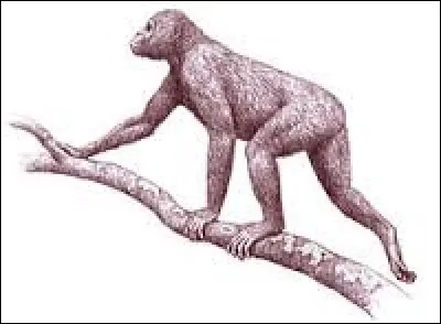 Quel animal est, génétiquement parlant, le plus proche de l'homme ?