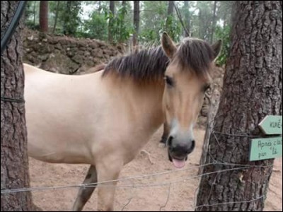 Comment appelle-t-on un cheval castré ?