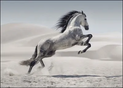 Pour calmer son cheval, il faut :