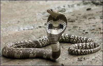 Qui chante C.O.B.R.A. ?