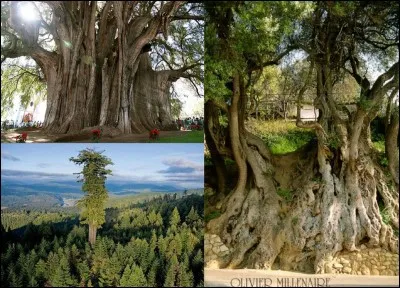 Allons-nous balader à Roquebrune-Cap-Martin, dans les Alpes-Maritimes. Cette ville possède un arbre qui « détient » un record de France assez impressionnant.
Quel est ce record ?