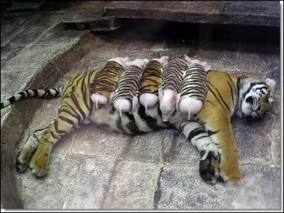 Combien la tigresse a-t-elle de tigrons ?