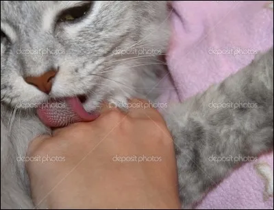 Quand un chat vous lèche la main, c'est...