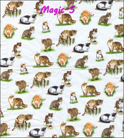 Combien d'espèces de chats existe-t-il ?