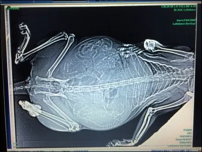 Combien de temps dure la gestation d'une chatte ?