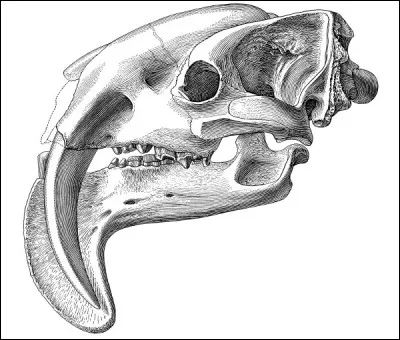 À quel carnivore appartient ce crâne ?