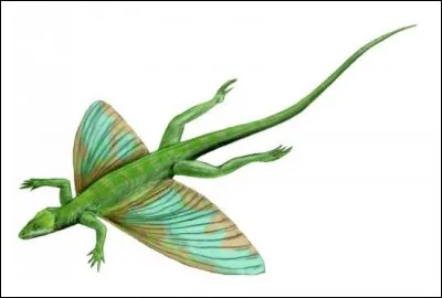 Quel record détient Coelurosauravus ?