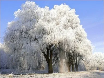 Fait pendant &agrave; la dent.
