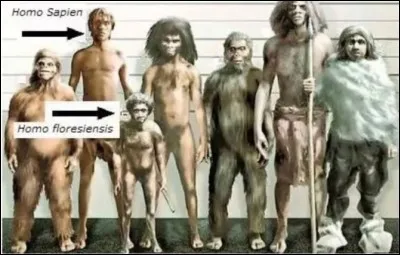 Quelle est la taille moyenne d'Homo floresiensis, l'Homme de Florès ?