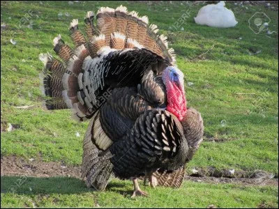 Comment s'appelle le petit de la dinde ?