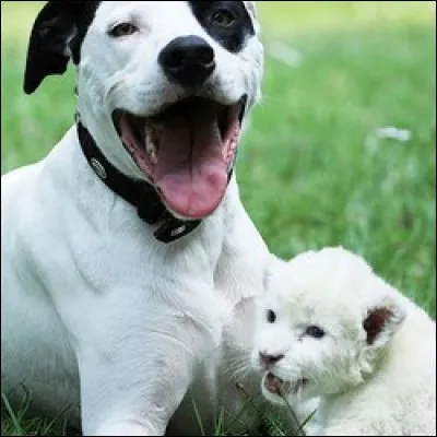 Ce chien au grand cur a adopté un petit animal abandonné. Quel est ce petit félin ?